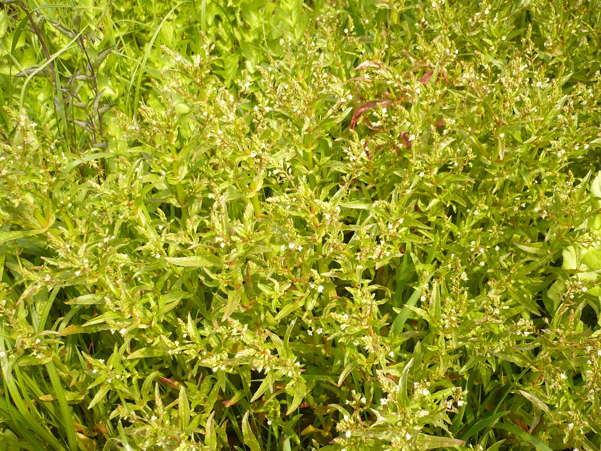 Veronica catenata (Plantaginaceae)